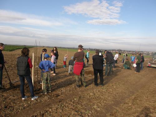 Výsadba aleje 25. 10.2013